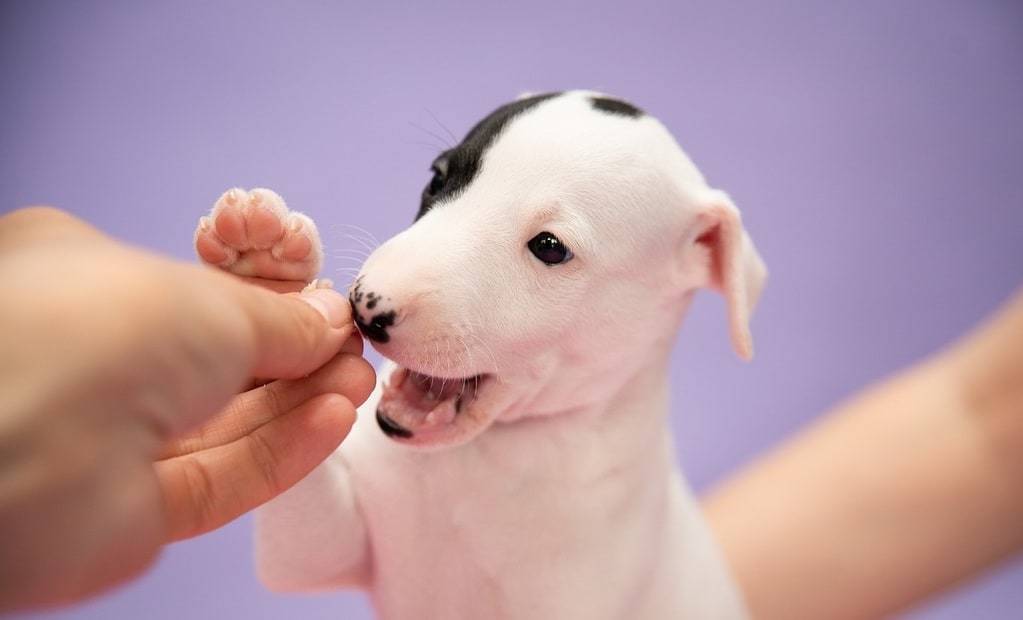 Tout ce qu'il faut pour bien élever son Whippet - Whippet élevage